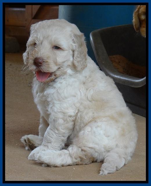 Darling Dreamweaver pups 5 wks old 81