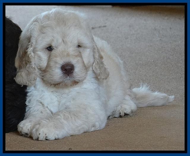 Darling Dreamweaver pups 7 wks old 101