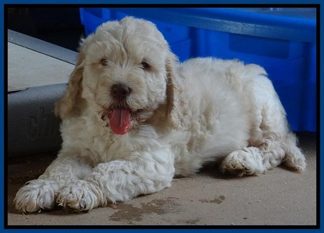 Darling Dreamweaver pups 7 wks old 81