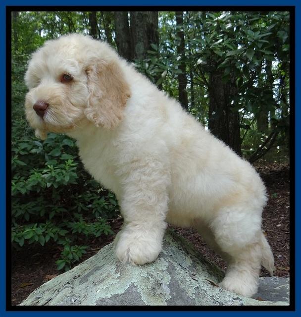 Darling Dreamweaver pups 8 wks old Blue 31