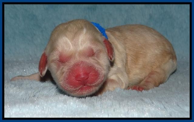 Darling Dreamweaver pups newborn 33