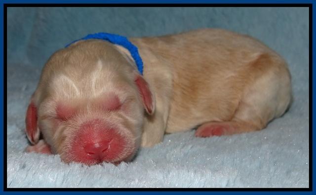 Darling Dreamweaver pups newborn 43