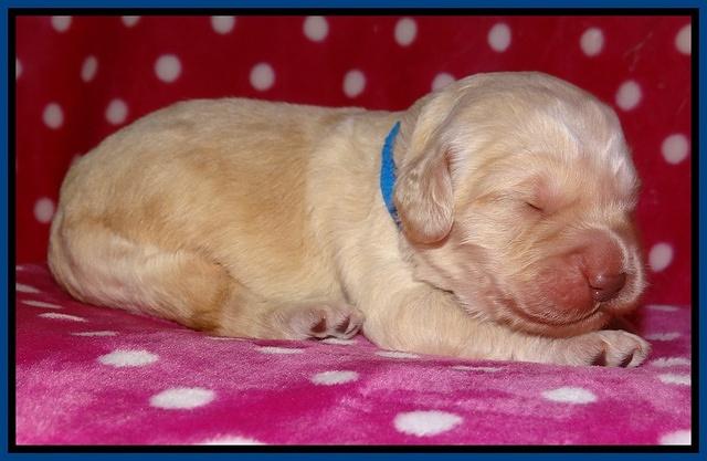 Darling Duke pups 1 wk old 61