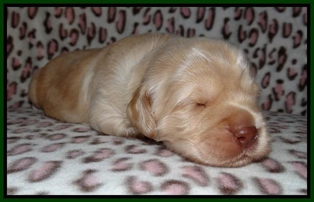 Darling Dreamweaver pups 2 wks old 61