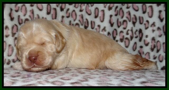 Darling Dreamweaver pups 2 wks old 71