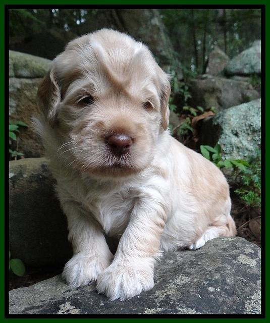 Darling Dreamweaver pups 3 wks old 111