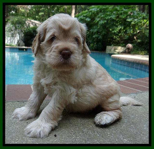 Darling Dreamweaver pups 4 wks old 101