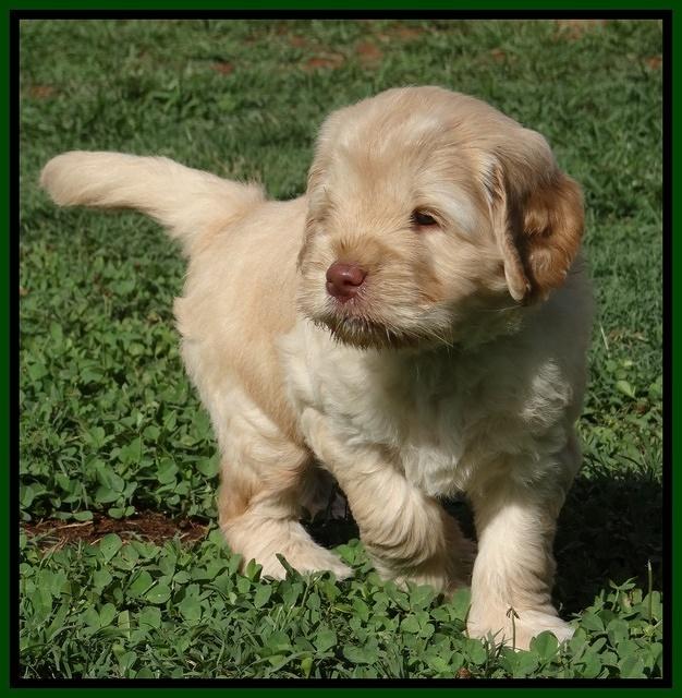 Darling Dreamweaver pups 5 wks old 101
