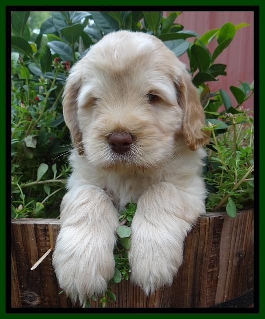 Darling Dreamweaver pups 6 wks old 91