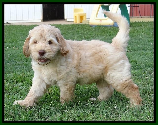 Darling Dreamweaver pups 7 wks old 171