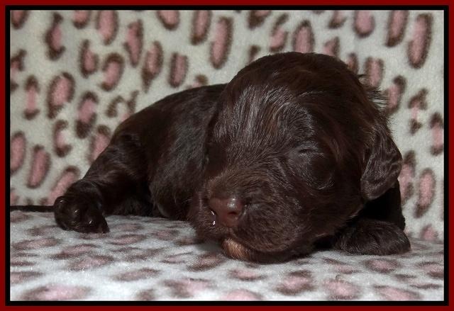 Darling Dreamweaver pups 2 wks old 91