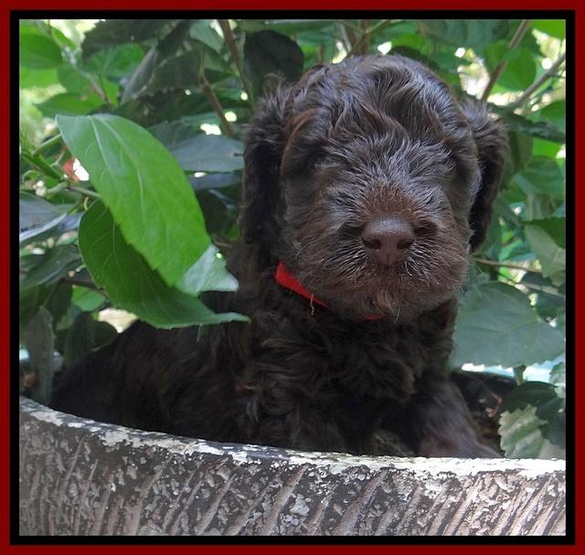 Darling Dreamweaver pups 4 wks old 111