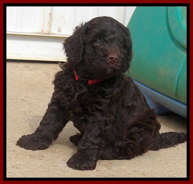 Darling Dreamweaver pups 5 wks old 141