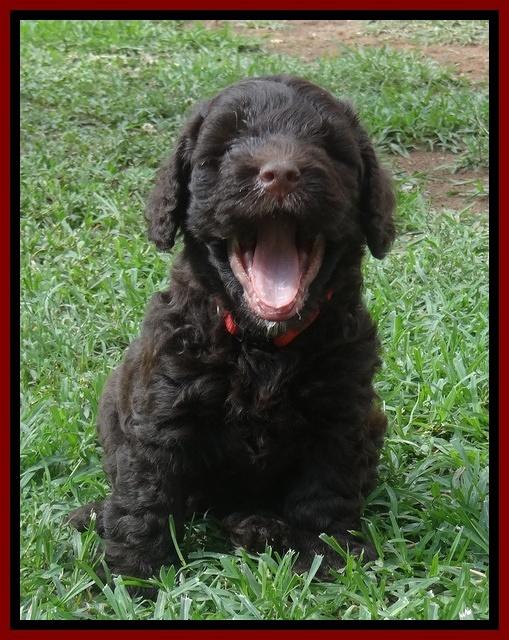 Darling Dreamweaver pups 5 wks old 151