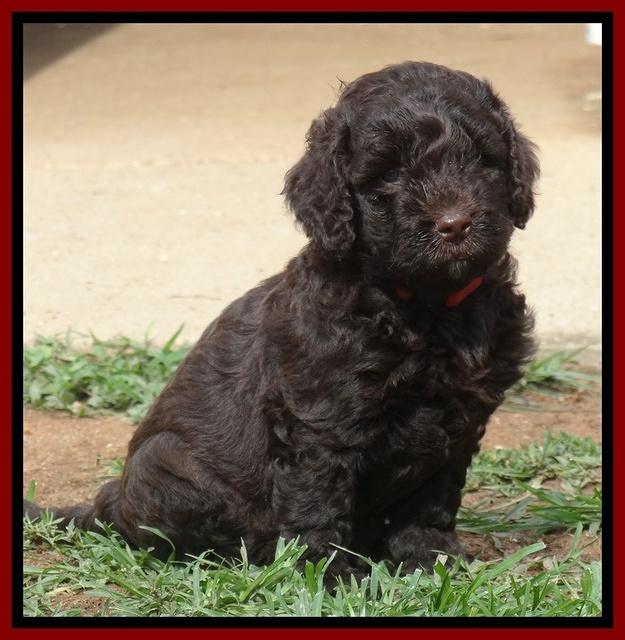 Darling Dreamweaver pups 5 wks old 171