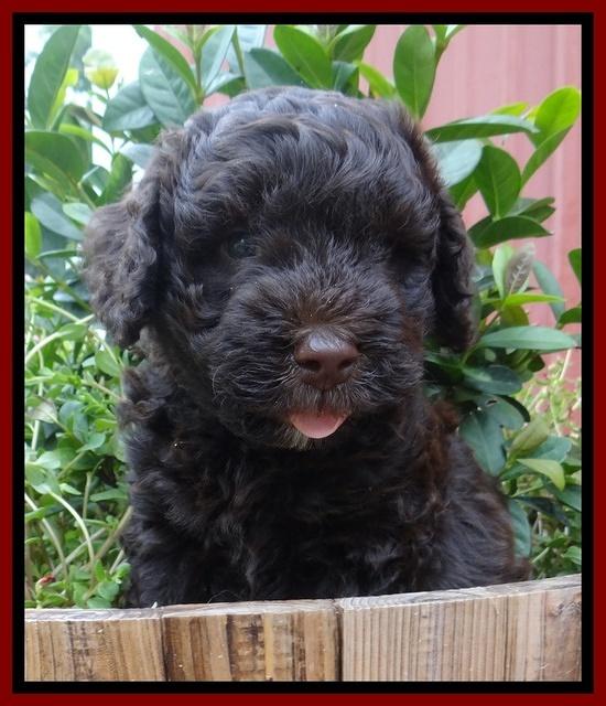 Darling Dreamweaver pups 6 wks old 111
