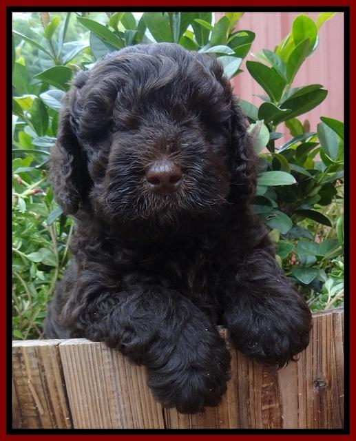 Darling Dreamweaver pups 6 wks old 131
