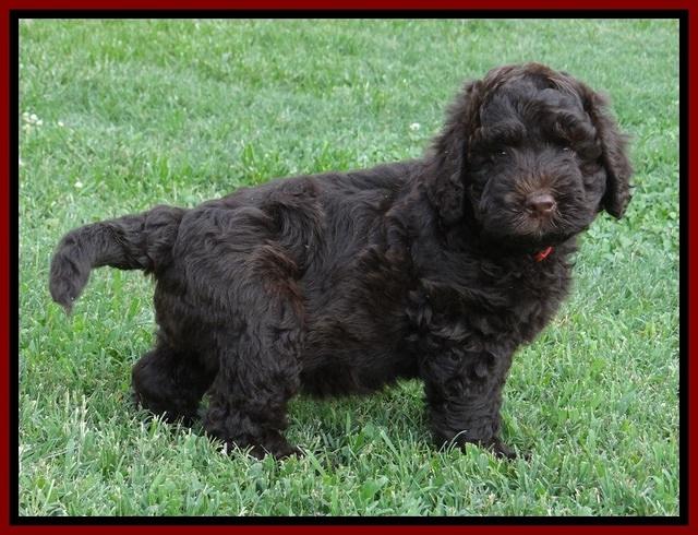 Darling Dreamweaver pups 7 wks old 201