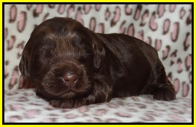Darling Dreamweaver pups 2 wks old 101