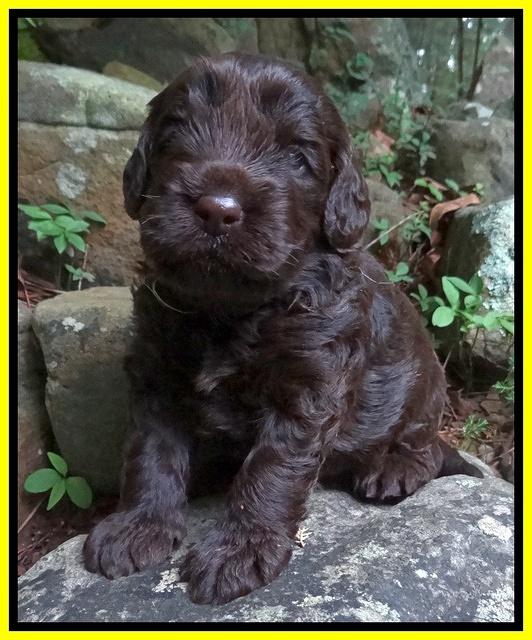 Darling Dreamweaver pups 3 wks old 15100