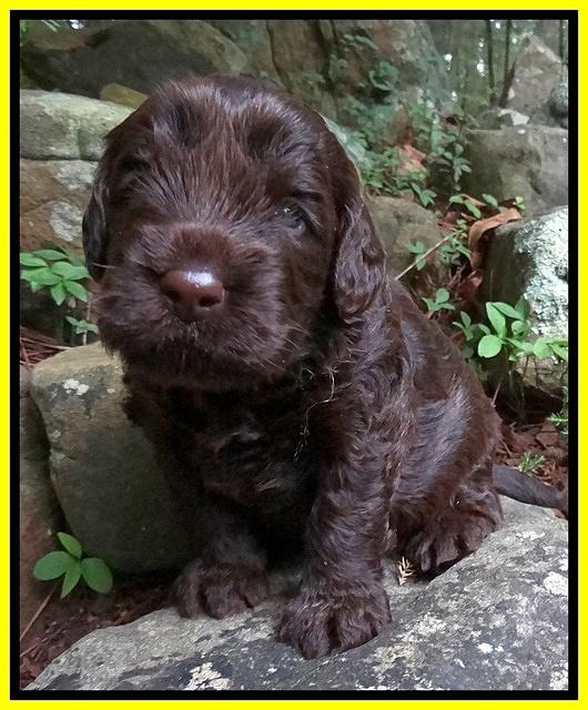 Darling Dreamweaver pups 3 wks old 16100
