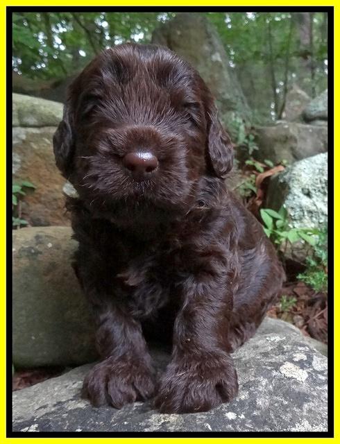 Darling Dreamweaver pups 3 wks old 17100