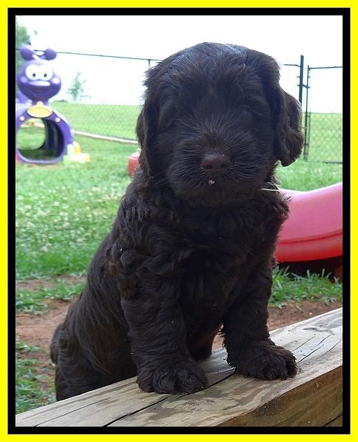 Darling Dreamweaver pups 5 wks old 191