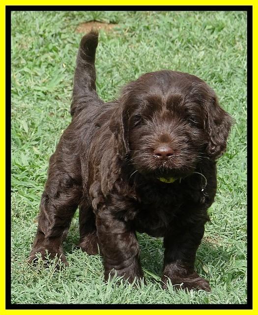 Darling Dreamweaver pups 5 wks old 211