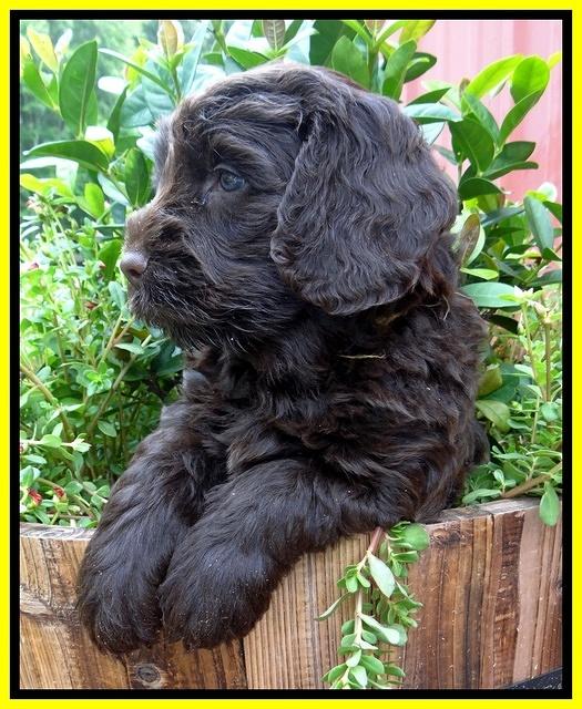 Darling Dreamweaver pups 6 wks old 141