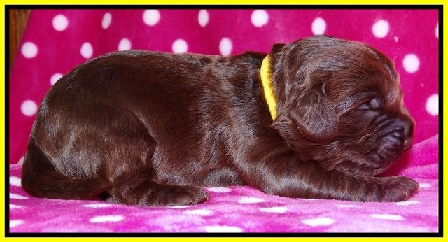 Darling Duke pups 1 wk old 151