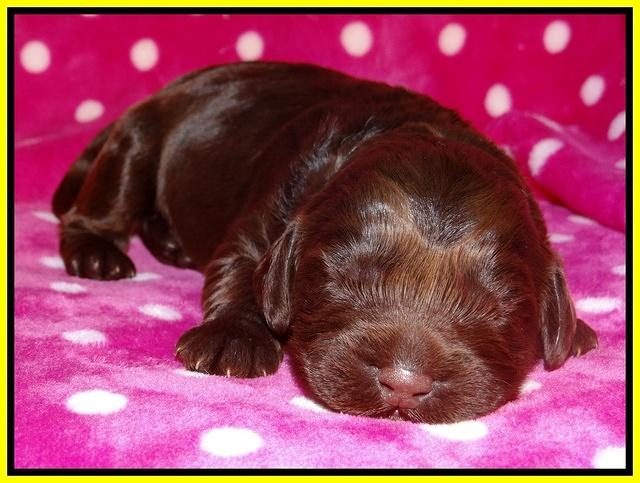 Darling Duke pups 1 wk old 171