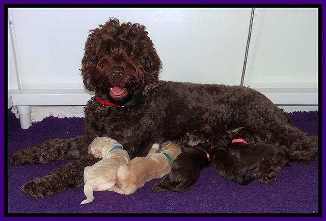 Darling Duke pups 1 wk old 11
