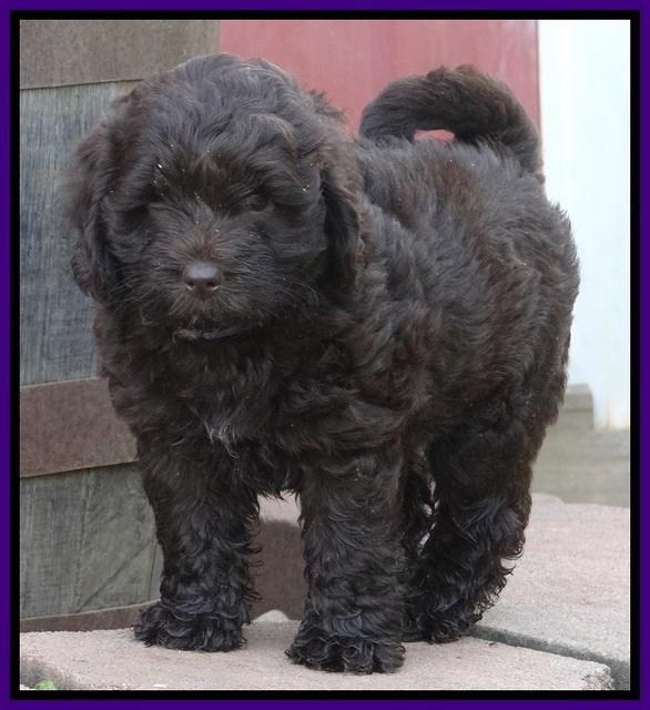 Biscuit REagan pups 6 wks old 31