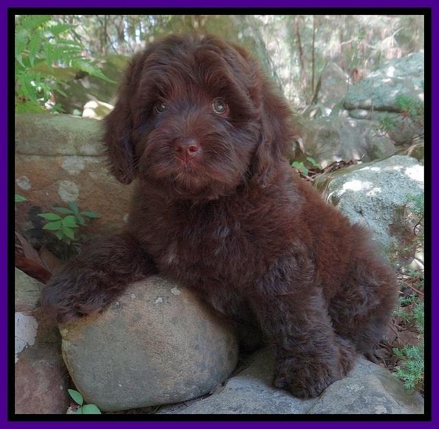 Biscuit REagan pups 8 wks old Purple 11