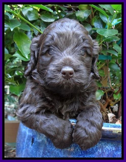 Biscuit Reagan pups 4 wks old 11