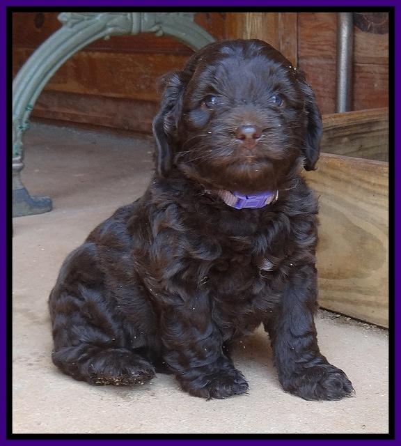 Biscuit Reagan pups 5 wks old 31