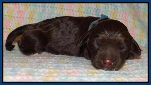 Biscuit REagan newborn 41