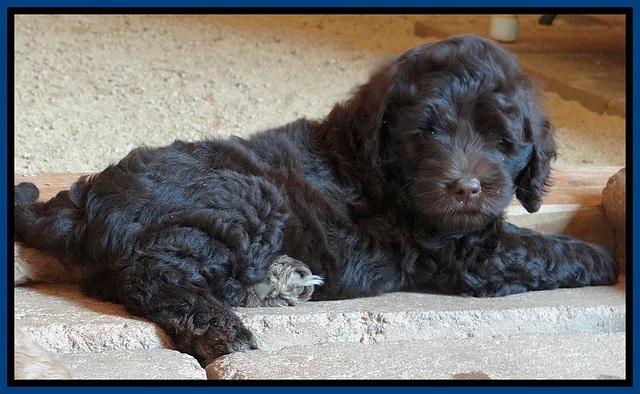 Biscuit REagan pups 7 wks old 71