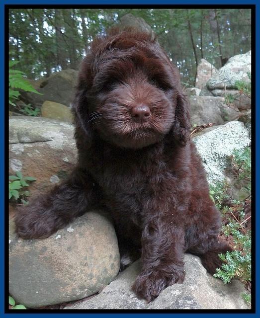 Biscuit REagan pups 8 wks old Blue21