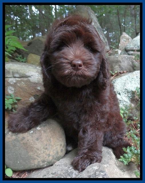 Biscuit REagan pups 8 wks old Blue41