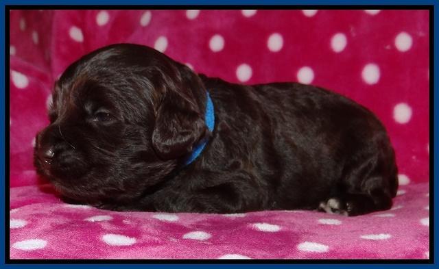 Biscuit Reagan 2 wks old 101