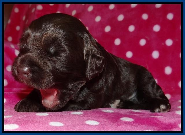 Biscuit Reagan 2 wks old 91