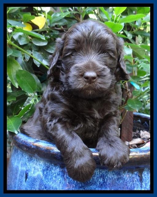 Biscuit Reagan pups 4 wks old 31
