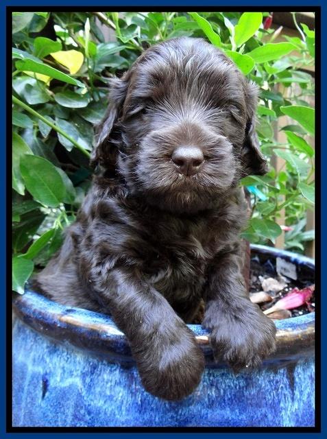 Biscuit Reagan pups 4 wks old 41