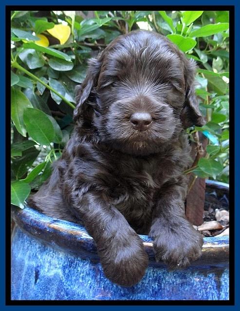 Biscuit Reagan pups 4 wks old 51