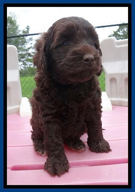 Biscuit Reagan pups 5 wks old 51