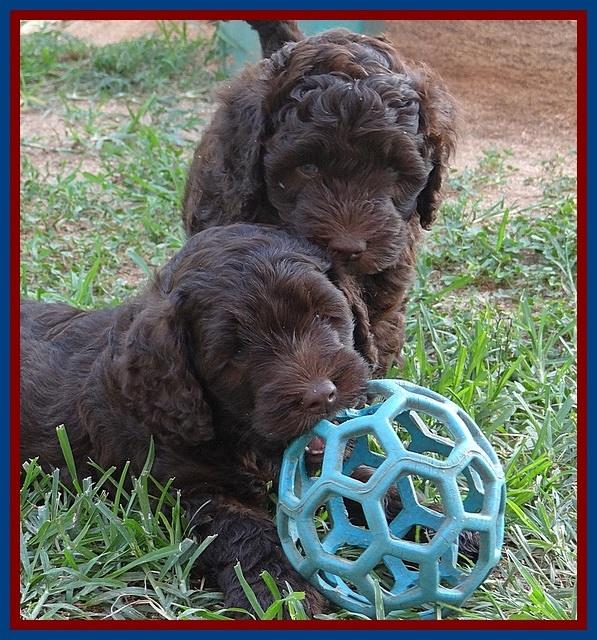 Biscuit REagan pups 6 wks old 111