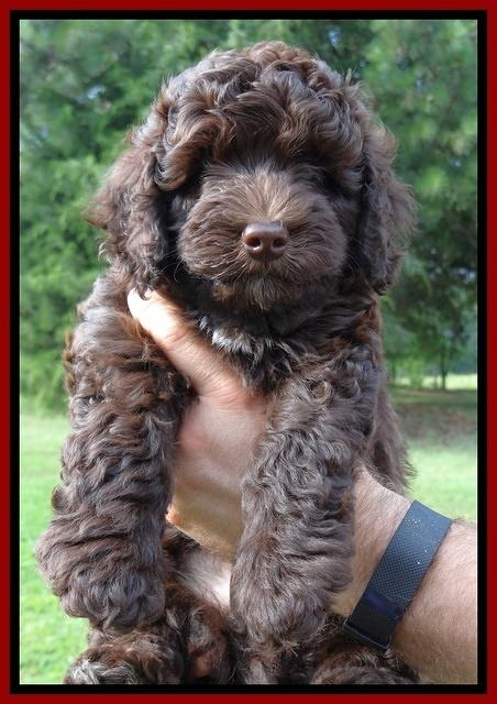 Biscuit REagan pups 7 wks old 131