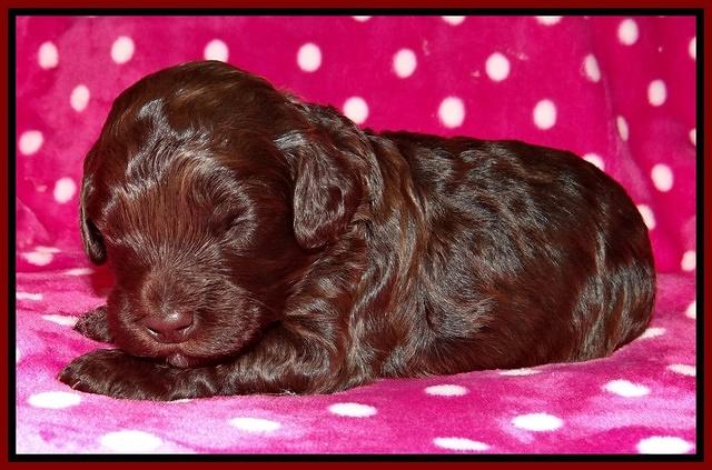 Biscuit Reagan 2 wks old 121