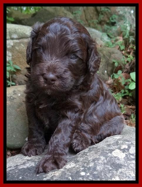 Biscuit Reagan pups 3 wks old 81